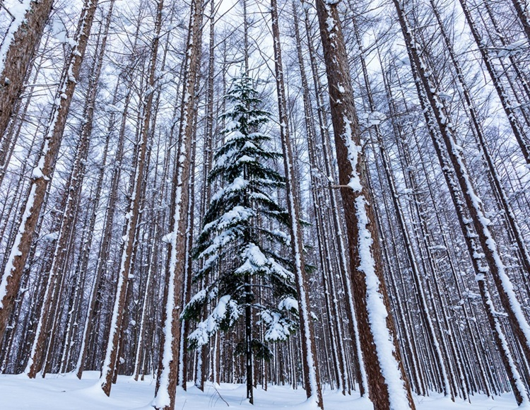 Season's Greetings from UNIFLOW INTERNATIONAL